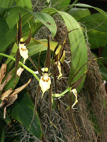 Brassia keiliana